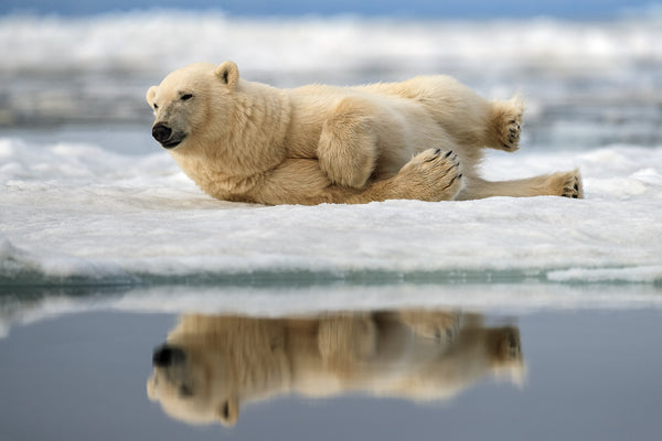 polar bear photography by Jim Guerard